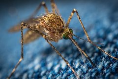 Европейскую страну предупредили о нашествии опасных для жизни комаров