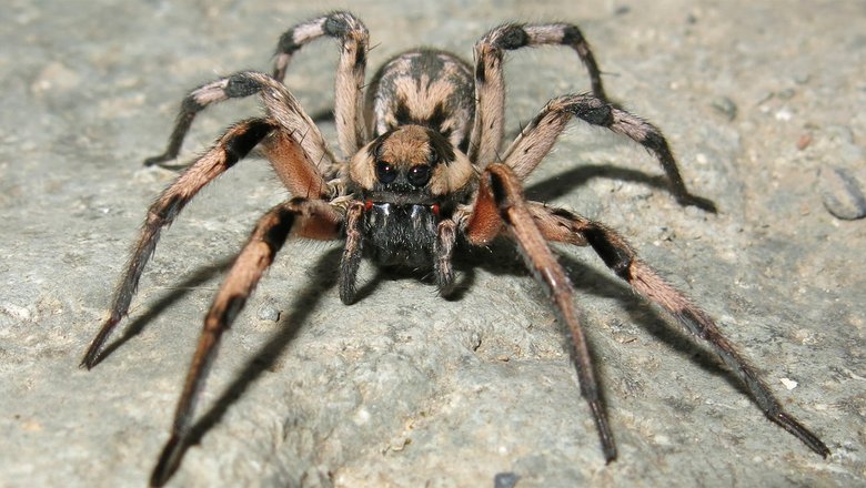 Что за нашествие огромных пауков на Бали? — ВФокусе Mail.ru